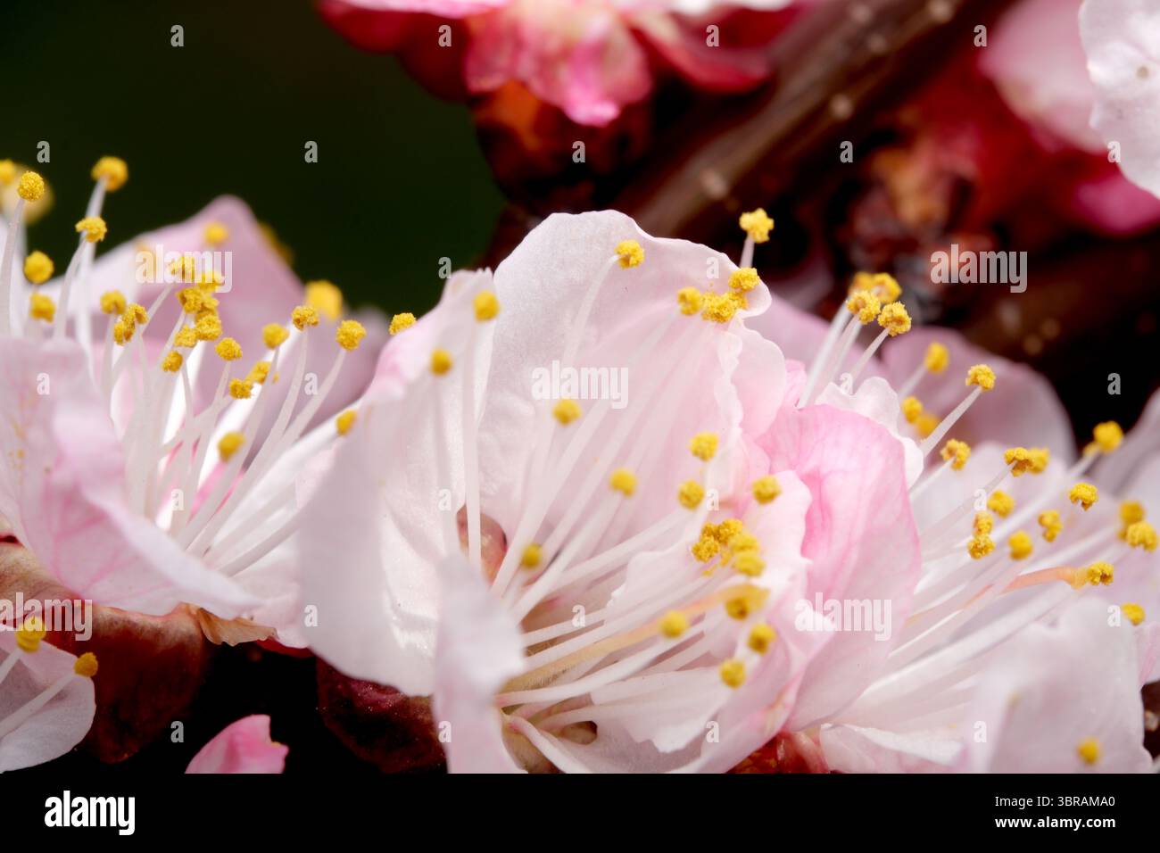 I fiori di albicocca rosa si aprono, annunciando l'arrivo del calore primaverile. Foto Stock