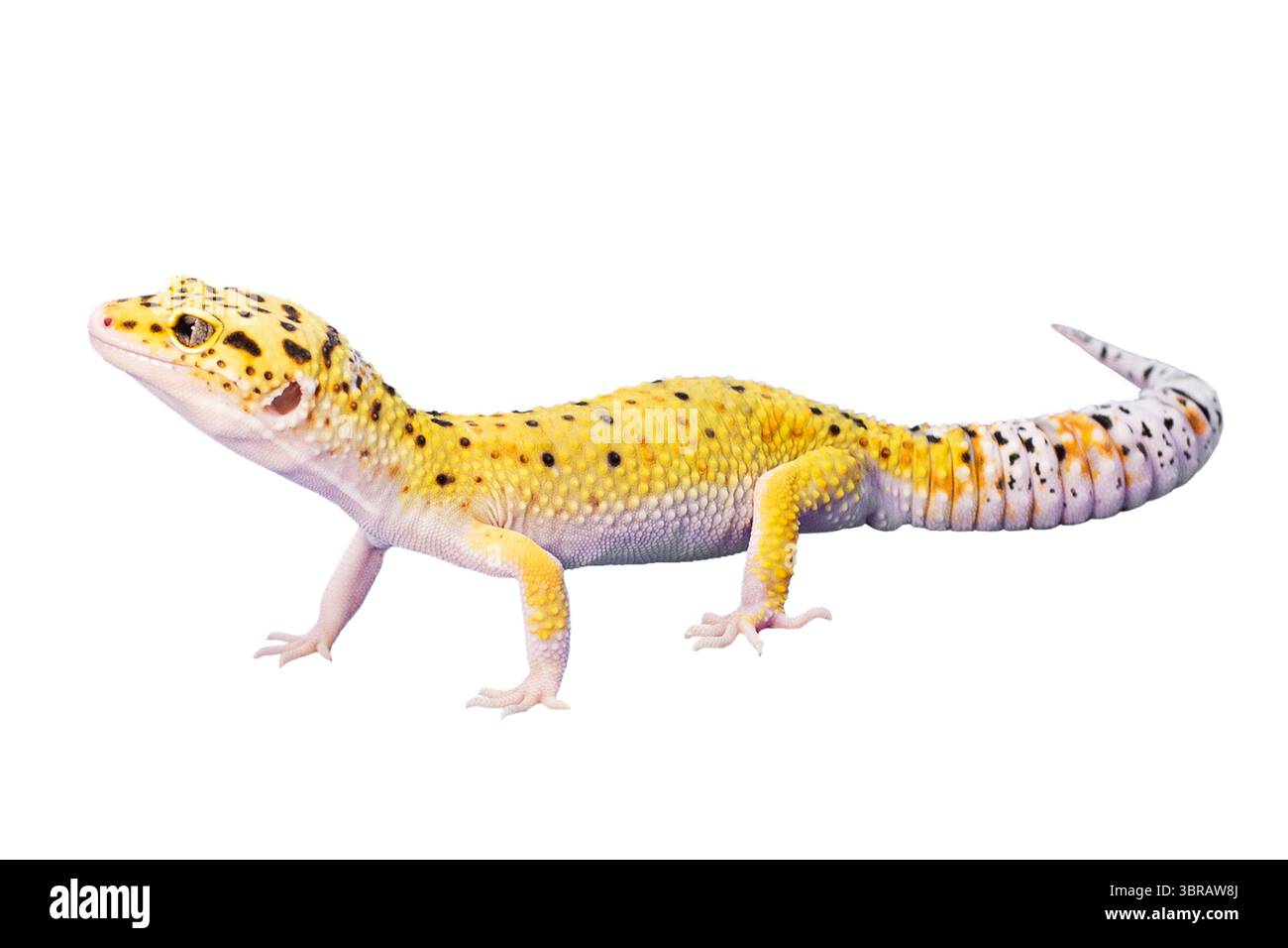 Gecko, profilo animale. La lucertola animale è isolata. Eublefar su sfondo bianco Foto Stock