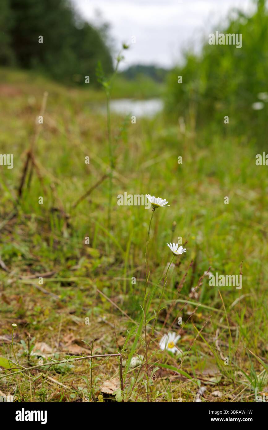 Due delicate margherite bianche si stagliano a fuoco in mezzo all'erba verde e al fogliame, con un laghetto sfocato o un corpo d'acqua sullo sfondo. Foto Stock
