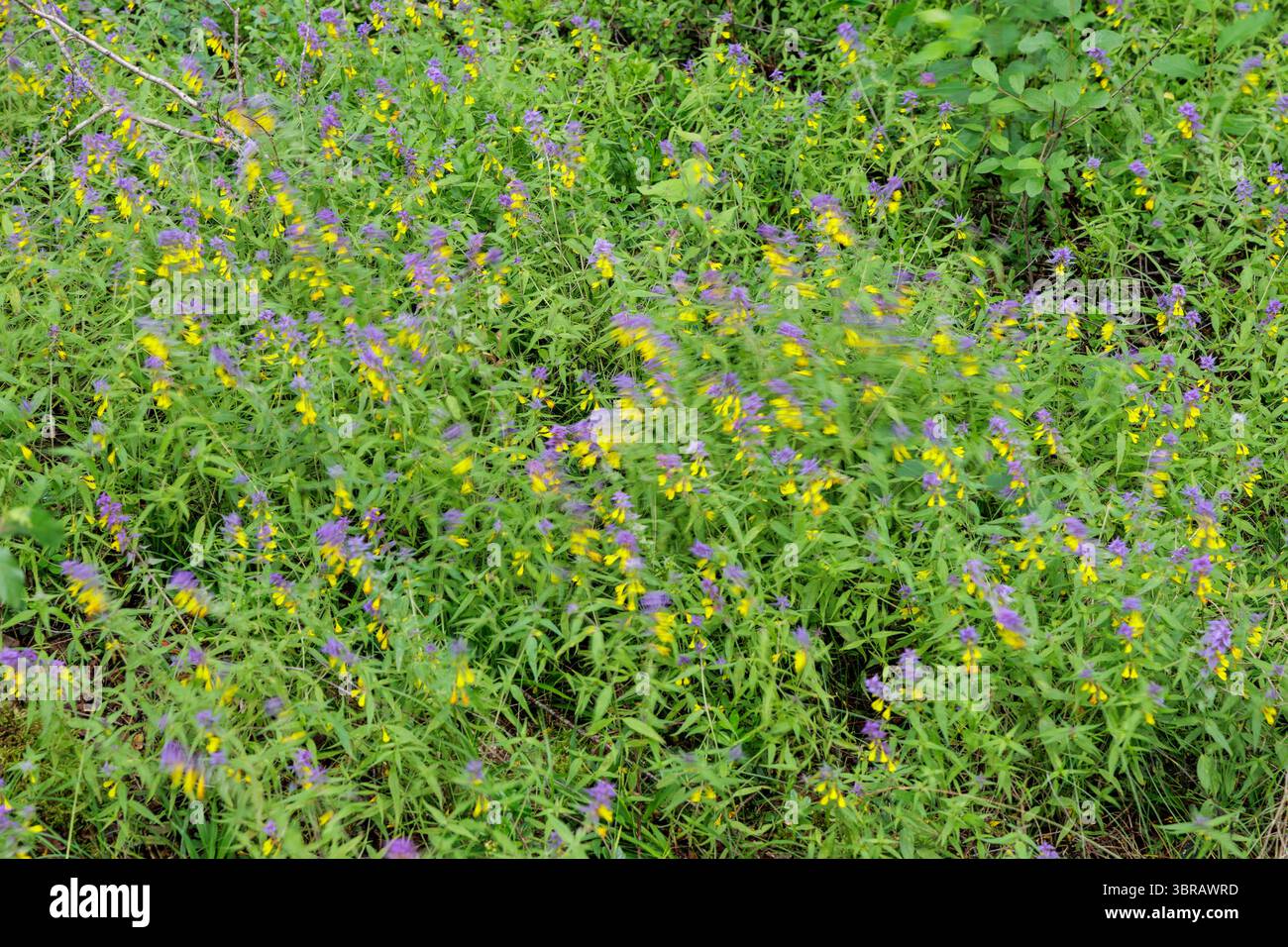Un prato lussureggiante irradia con un colorato mix di fiori selvatici viola e gialli, creando uno splendido arazzo naturale. Foto Stock