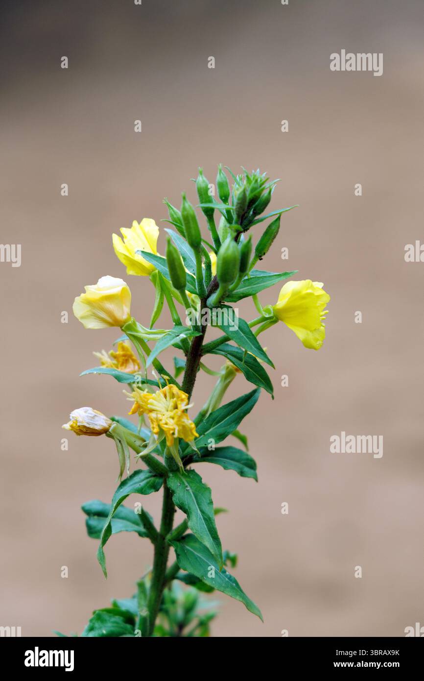 Un primo piano di un vivace stelo giallo di fiori selvatici con più fiori e gemme, adagiato su uno sfondo morbido e sfocato. Foto Stock