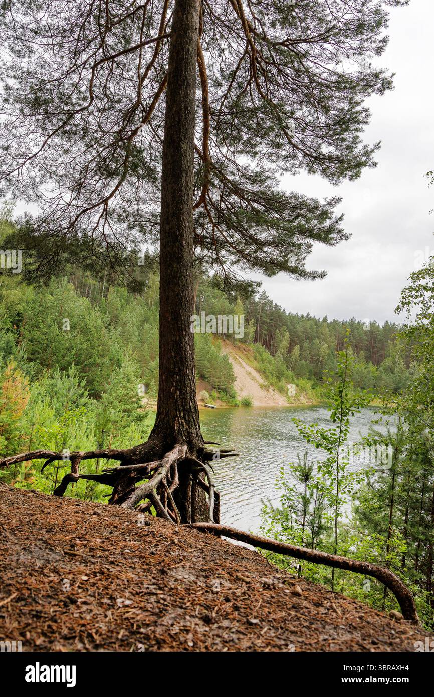 Un alto albero di pino con impressionanti radici esposte si erge in rilievo su una riva, fornendo una cornice naturale per un lago tranquillo e una foresta lontana. Foto Stock