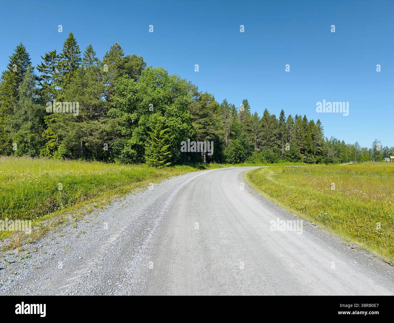 Una strada di ghiaia si snoda attraverso un vivace paesaggio verde, che conduce verso una fitta foresta illuminata dal sole sotto un cielo azzurro. Foto Stock