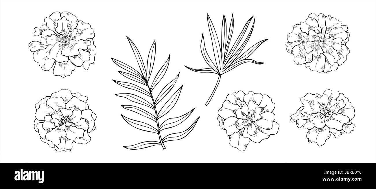 Teste di fiori di Marigold e foglie di palma tropicale illustrazione del set vettoriale bianco e nero. Clip art in fiore monocromatica per decor Diwali, Mexica Illustrazione Vettoriale