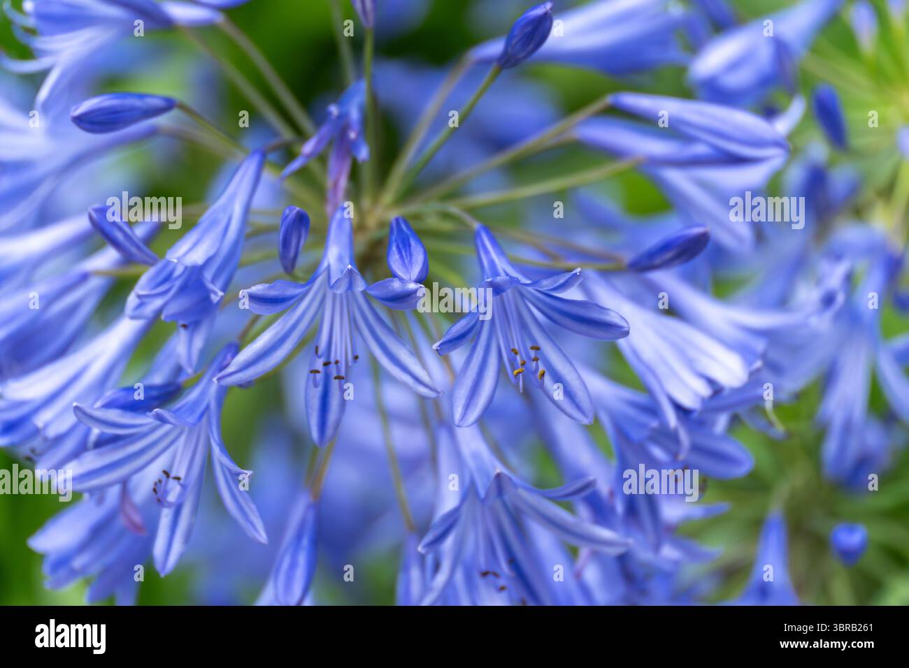 Grappolo di agapanto fiorito. Un'ombelica completa di Agapanthus africanus in blu domina la cornice, ogni fiore rivolto verso l'esterno come una scoppio. Il patte radiale Foto Stock