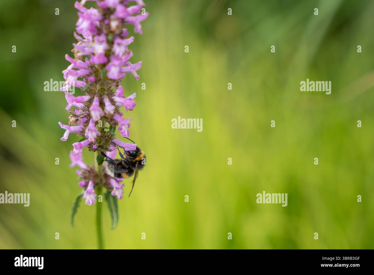 Bumblebee appeso capovolto su un'ortica profumata. Un bumblebee è appeso capovolto sul fiore di un'ortica profumata. I delicati fiori e peli lo sono Foto Stock