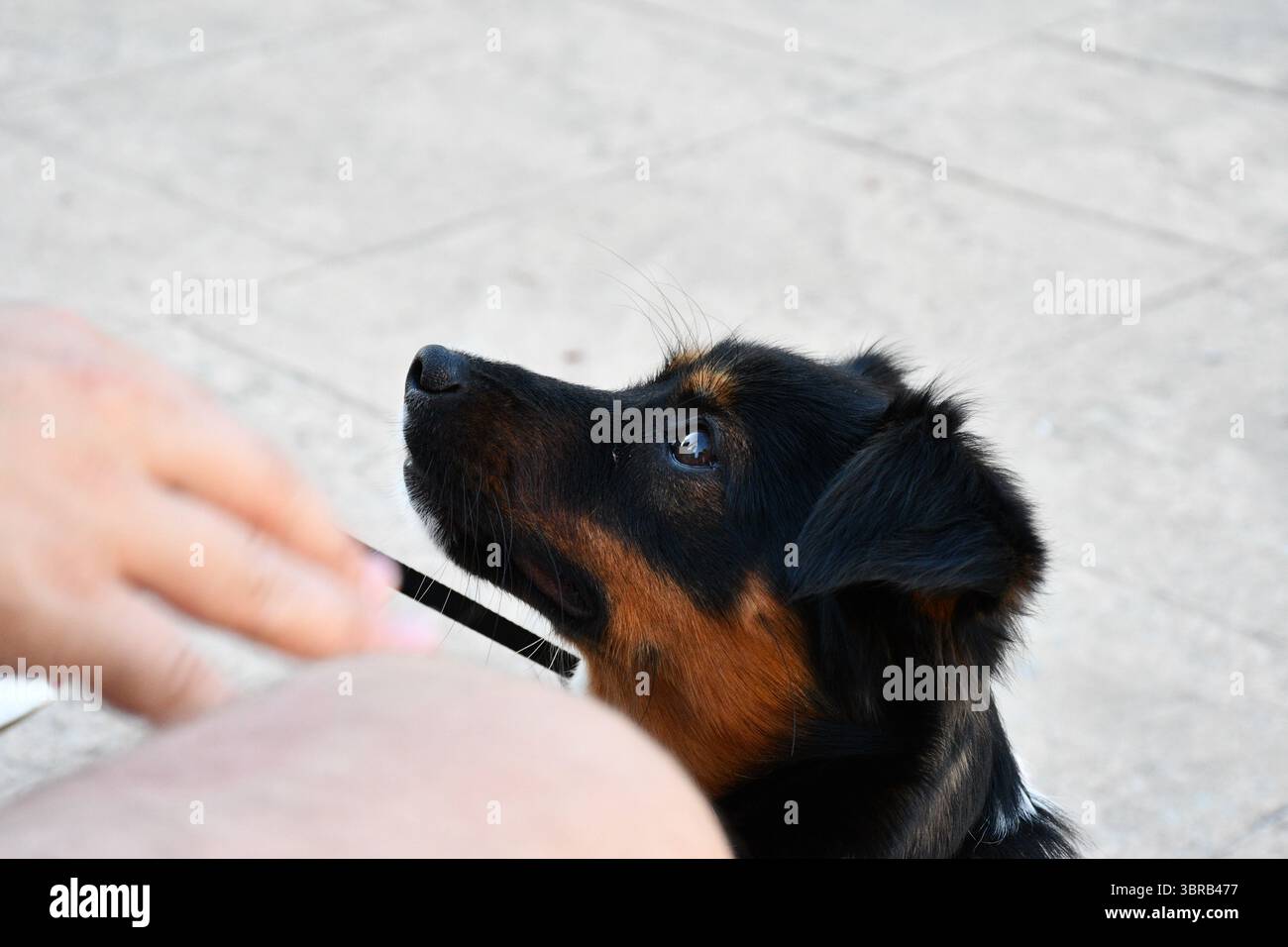 Primo piano di un piccolo cane con pelliccia nera e marrone che guarda attentamente verso l'alto verso una persona, all'aperto su una superficie pavimentata. Foto Stock