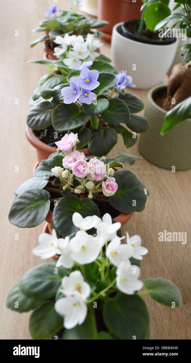 Collezione di violette africane in fiore Foto Stock