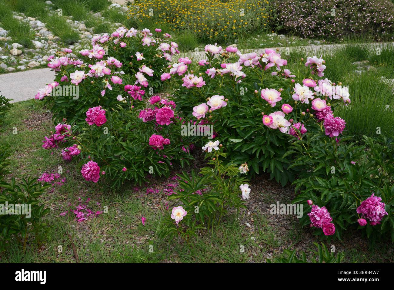Fiori di peonia rosa che crescono nel giardino Foto Stock