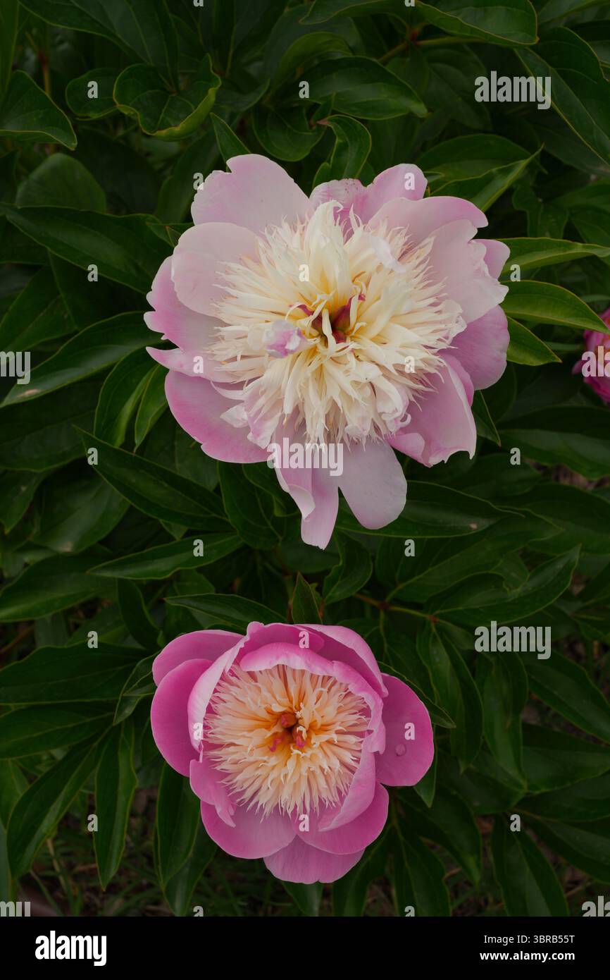 Fiori di peonia rosa che crescono nel giardino Foto Stock