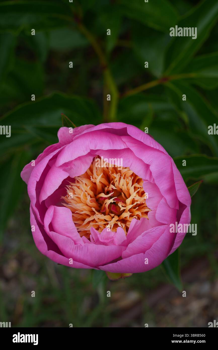 Fiori di peonia rosa che crescono nel giardino Foto Stock