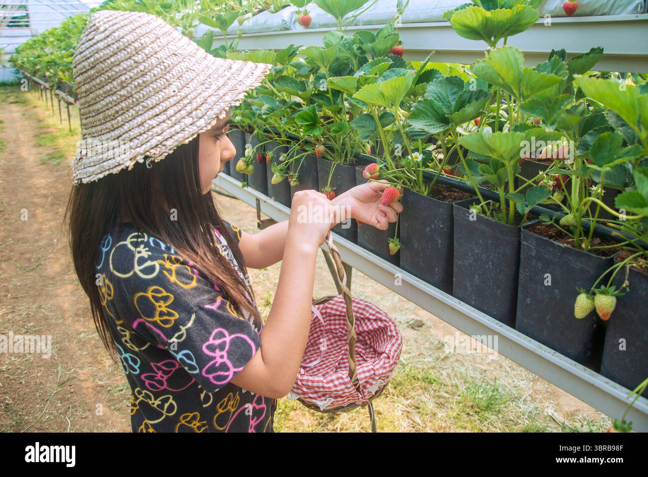 La ragazza della scuola elementare raccoglie fragole in un cestino in una serra di fragole Foto Stock