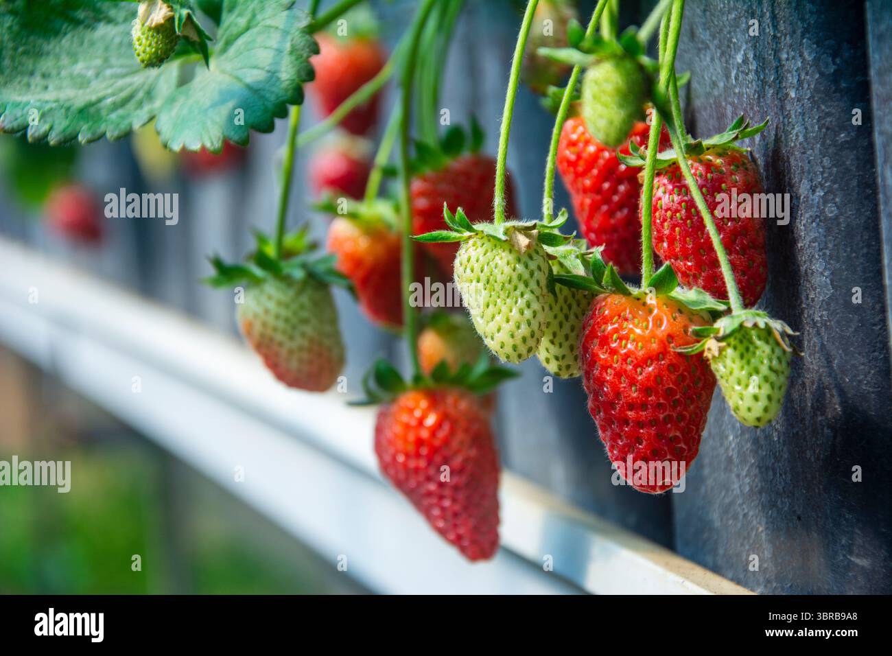 Fragole mature e non mature insieme in un primo piano in una serra di fragole Foto Stock