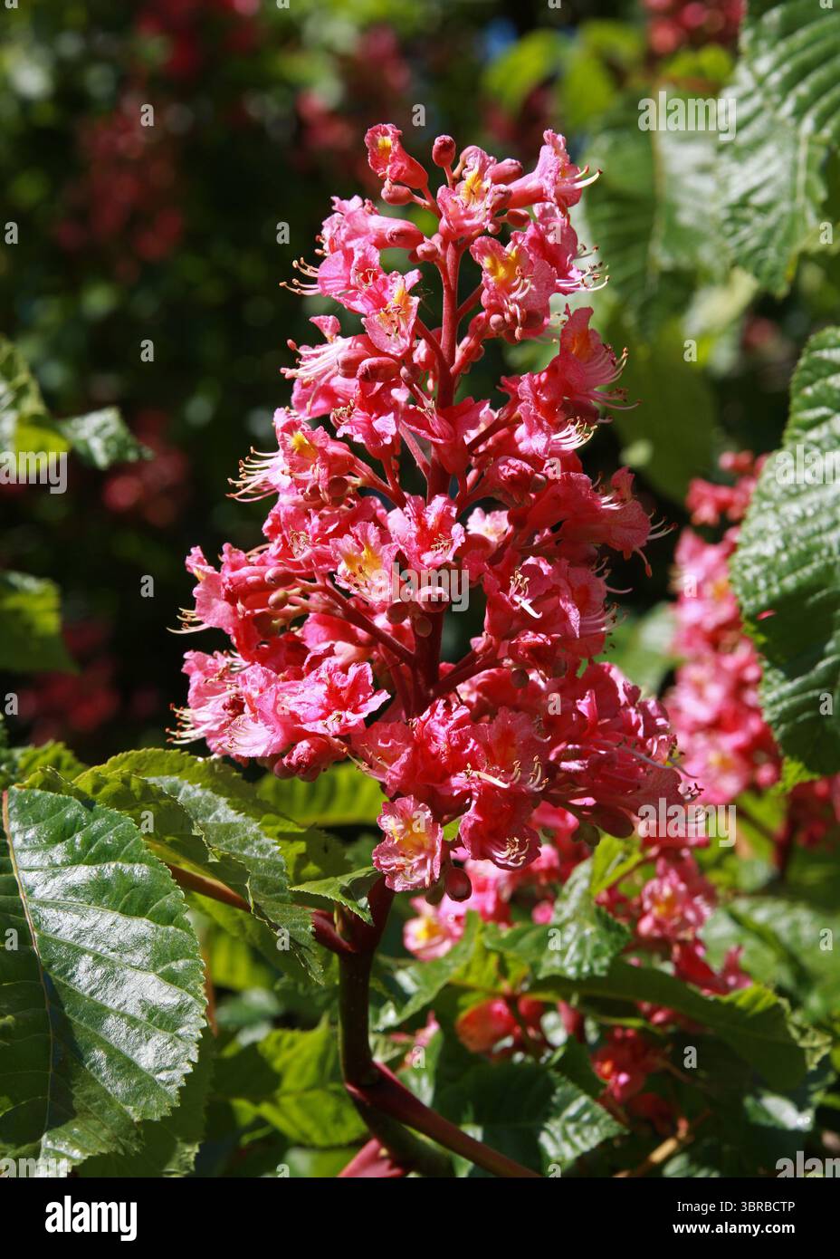 Castagno del cavallo rosso, Aesculus carnea, Hippocastanaceae. L'esculus x carnea, o ippocastano rosso, è un albero di medie dimensioni e ibrido artificiale. Foto Stock