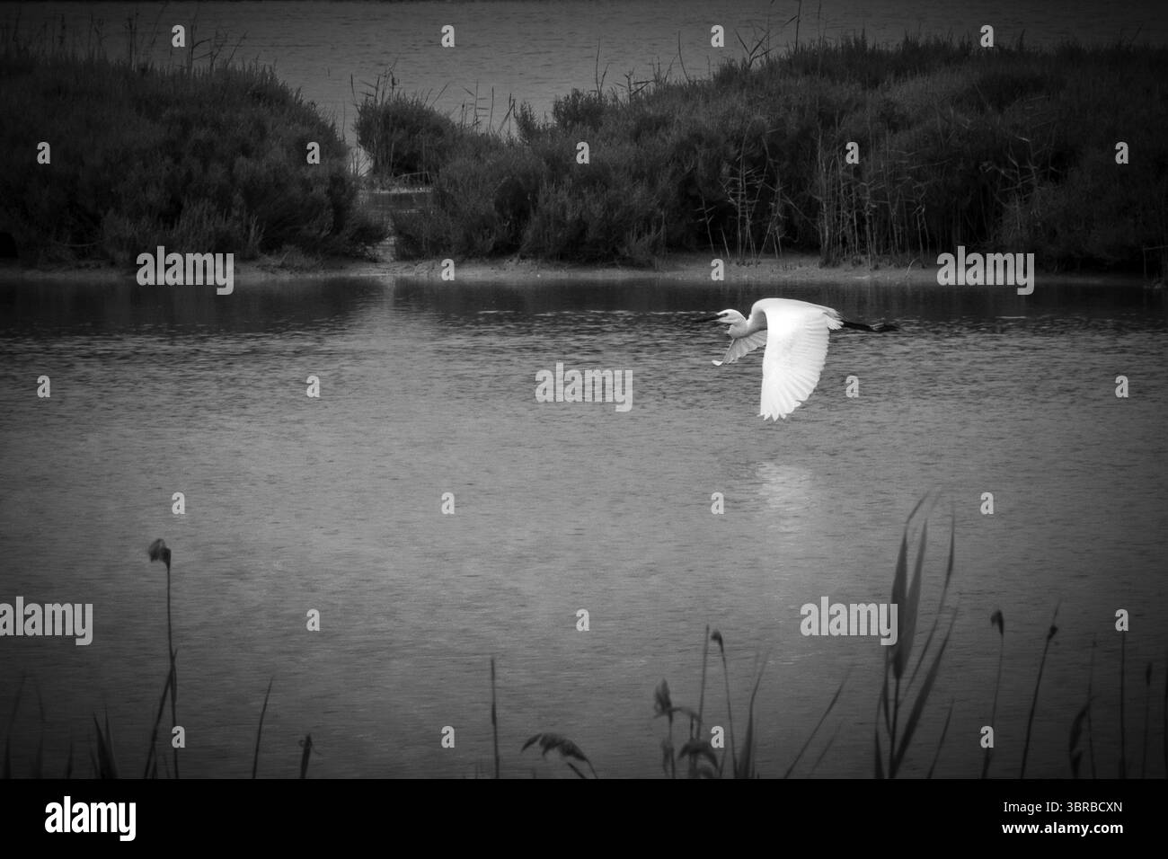 Heron catturato durante il birdwatching nella riserva faunistica WWF di Orbetello, Toscana - Italia Foto Stock