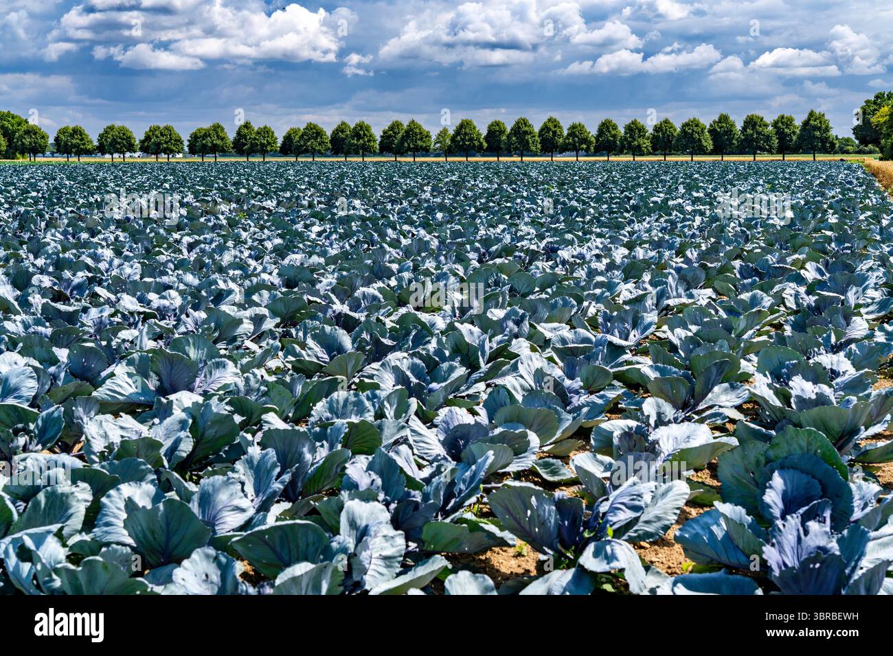 Agricoltura, campi, coltivazione del cavolo, cavolo rosso, vicino a Kempen sul basso Reno, Renania settentrionale-Vestfalia, Germania Foto Stock