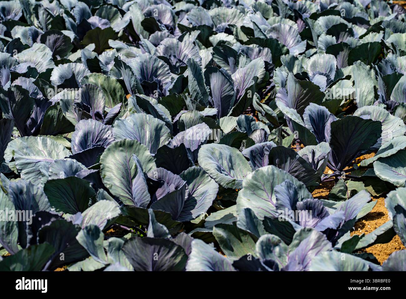 Agricoltura, irrigazione artificiale di un campo, sistema sprinkler, coltivazione di cavoli, cavolo rosso, vicino a Kempen sul basso Reno, Renania settentrionale-Westpha Foto Stock