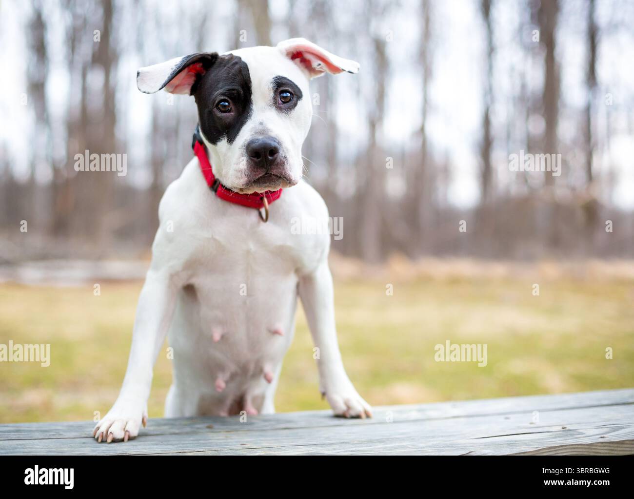 Un cane di razza mista Terrier bianco e nero in piedi con le zampe anteriori su una panchina Foto Stock