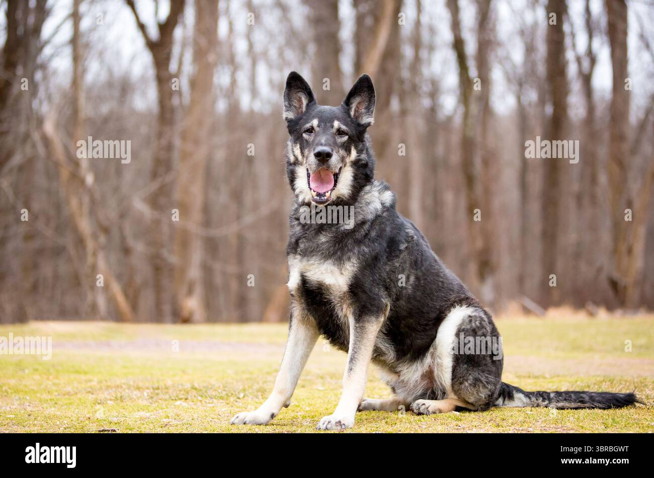 Un cane da pastore tedesco seduto all'aperto e sbadigliando con la bocca spalancata Foto Stock