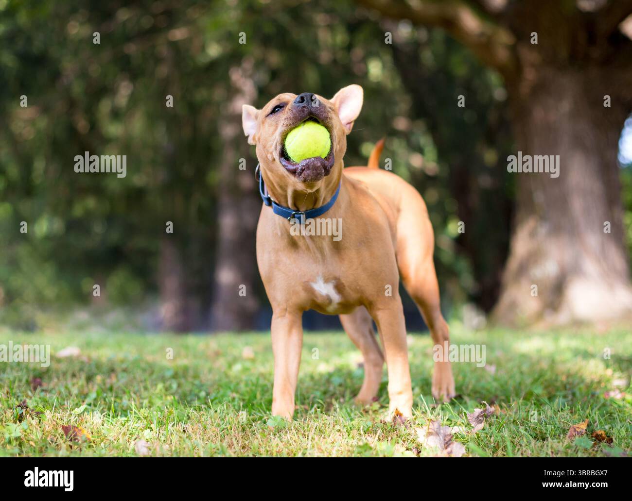 Un giocoso cane di razza mista Shar Pei che porta una palla in bocca Foto Stock