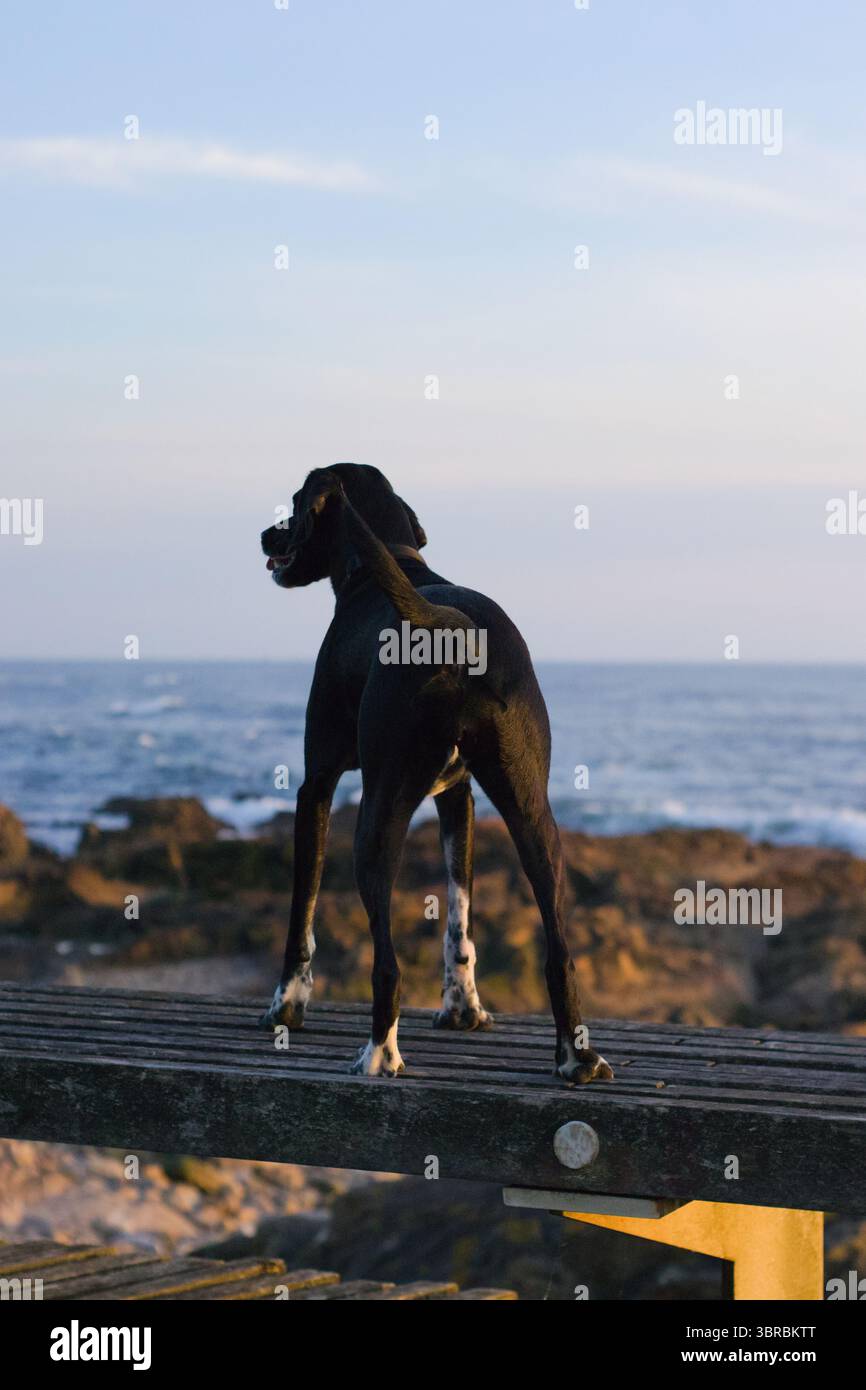 Il cane nero si erge su una piattaforma di legno vicino al mare, osservando le onde e godendosi la tranquilla vista dell'oceano. Perfetto momento all'aperto per gli animali domestici in una serena serena Foto Stock
