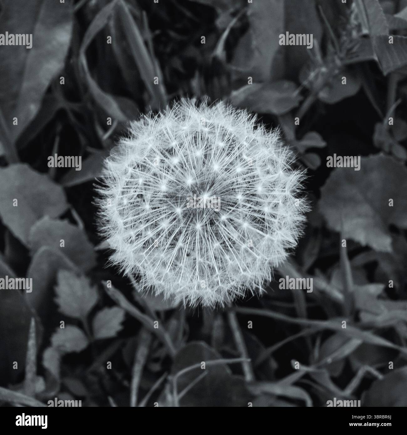 testa di dente di leone con semi, primo piano Foto Stock