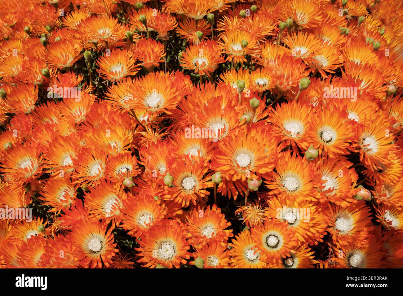 Grandi gruppi di fiori di piante di ghiaccio d'arancia (Delosperma) Foto Stock