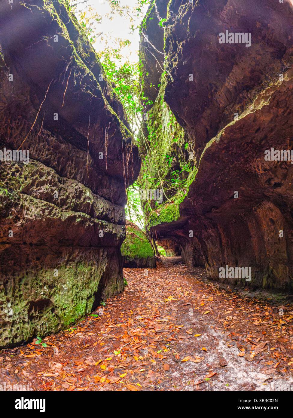 Uno stretto sentiero circondato da torreggianti formazioni rocciose e vegetazione lussureggiante, situato a San Jose del Guaviare, Colombia. Foto Stock