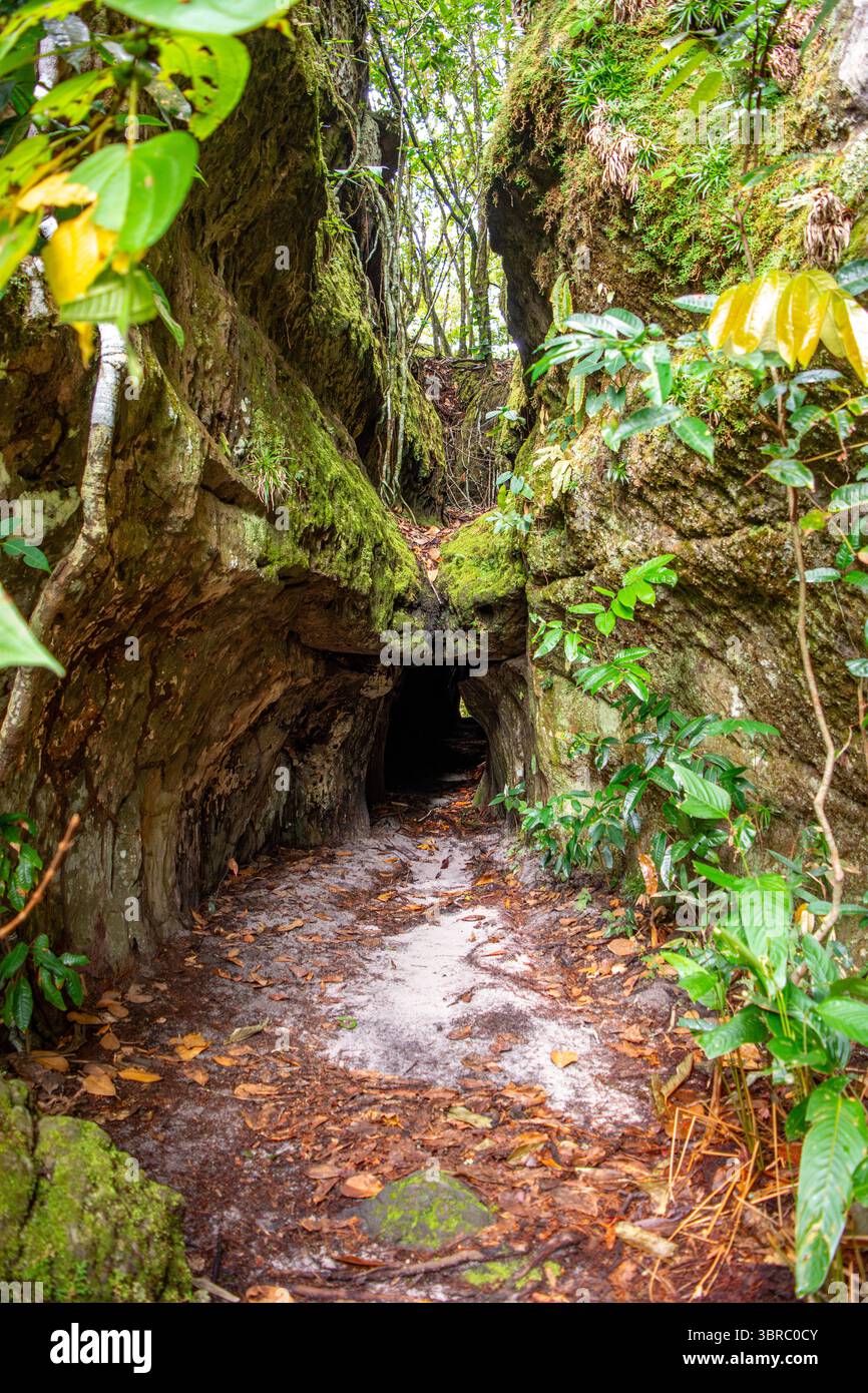 Un tranquillo sentiero nella giungla a Guaviare, Colombia, circondato da rocce coperte di muschio e da una vegetazione vivace, perfetto per gli amanti della natura e dell'eco-turismo. Foto Stock