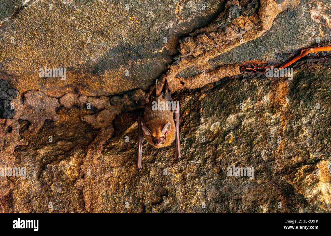 Una vista ravvicinata di un pipistrello che poggia su una superficie rocciosa strutturata a Guaviare, Colombia, che mostra la fauna selvatica unica della regione. Foto Stock
