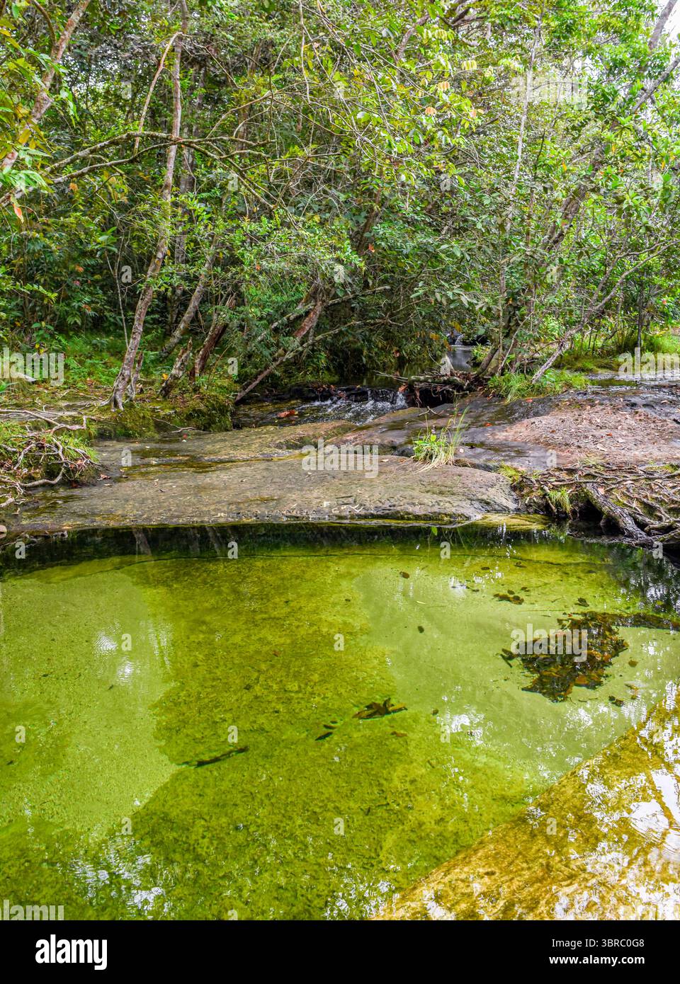 Una tranquilla piscina naturale circondata da una vegetazione lussureggiante a Guaviare, in Colombia, perfetta per gli amanti dell'ecoturismo e della natura. Foto Stock