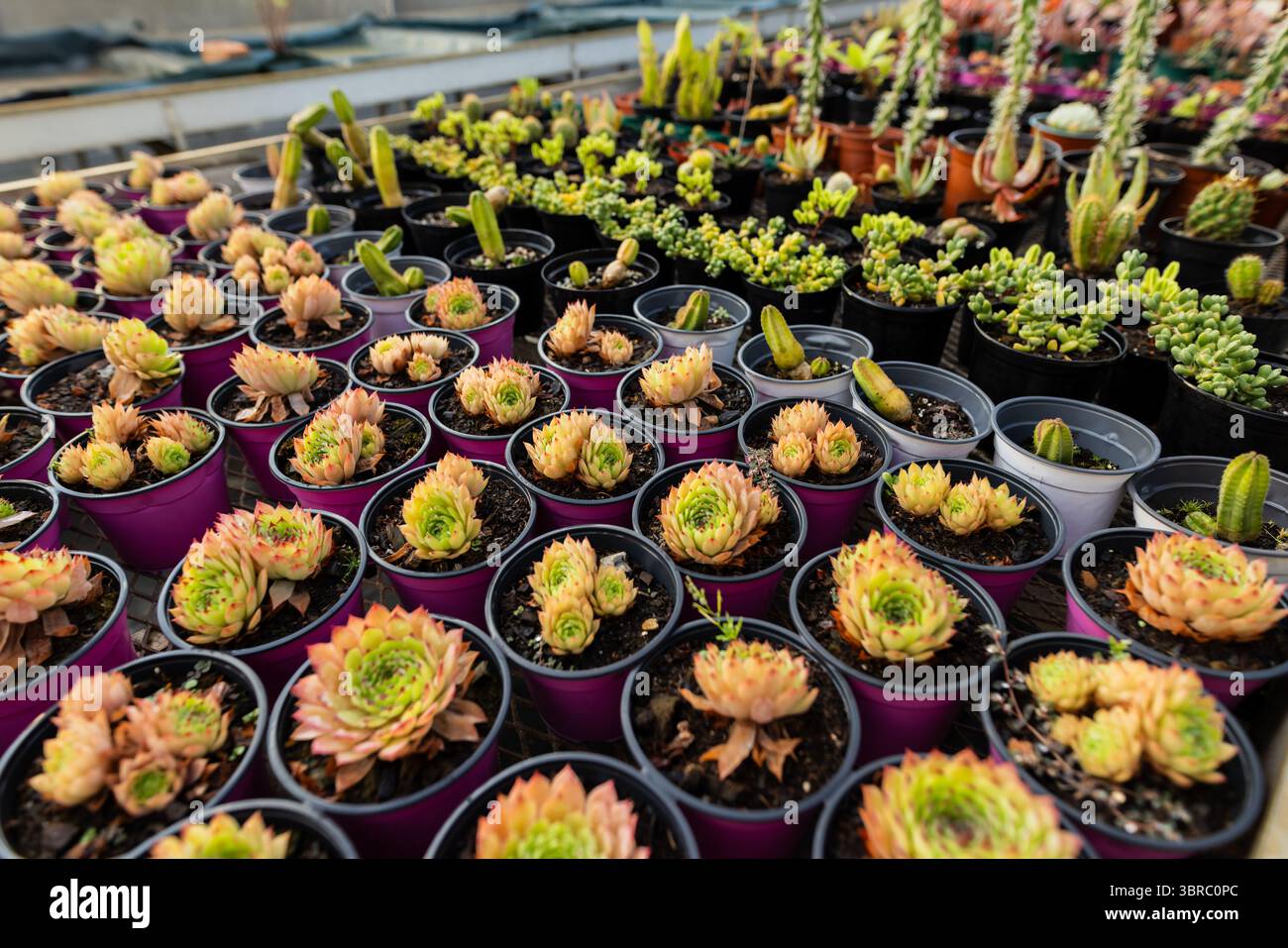Varie specie succulente che crescono in vasi di plastica nera sul banco della serra sotto il tetto traslucido Foto Stock