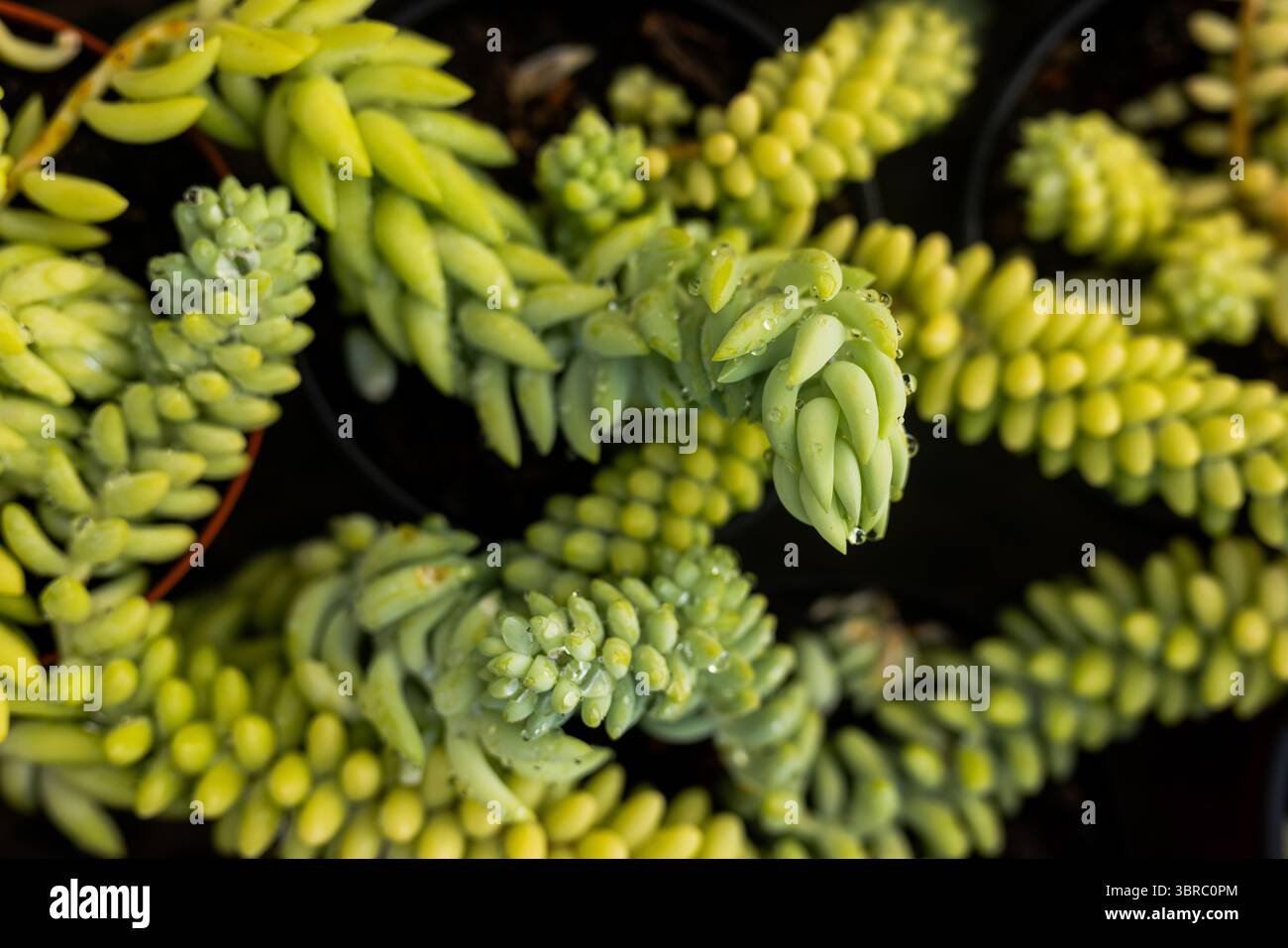 Steli succulenti trainanti traboccanti da vasi neri con gocce d'acqua sul banco per vivaio Foto Stock Steli succulenti trainanti traboccanti da vasi neri con gocce d'acqua sul banco per vivaio Foto Stock