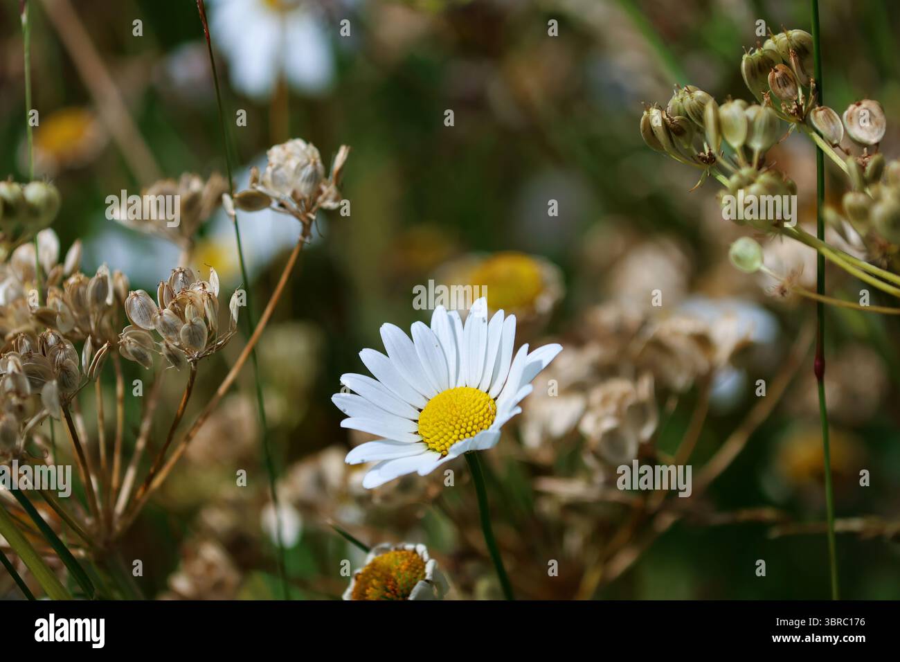 Primo piano di una margherita Oxeye in un habitat naturale, circondata da teste di semi di Hogweed essiccate, che mostrano i tipici colori e texture dei prati di mezza estate. Foto Stock