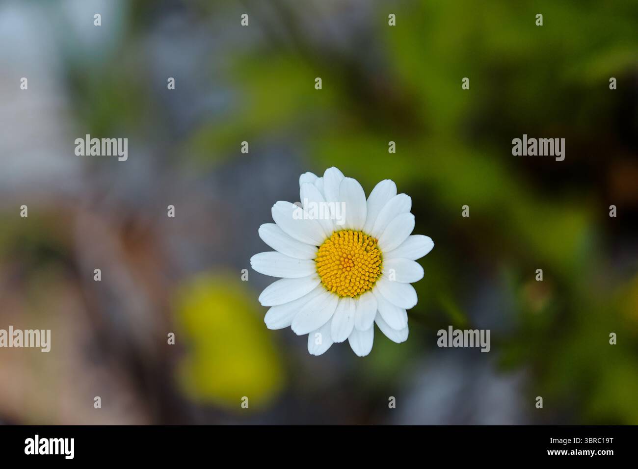 Primo piano di una margherita Oxeye in fiore (Leucanthemum vulgare) in un habitat prato naturale, con sfondo verde morbido. Foto Stock