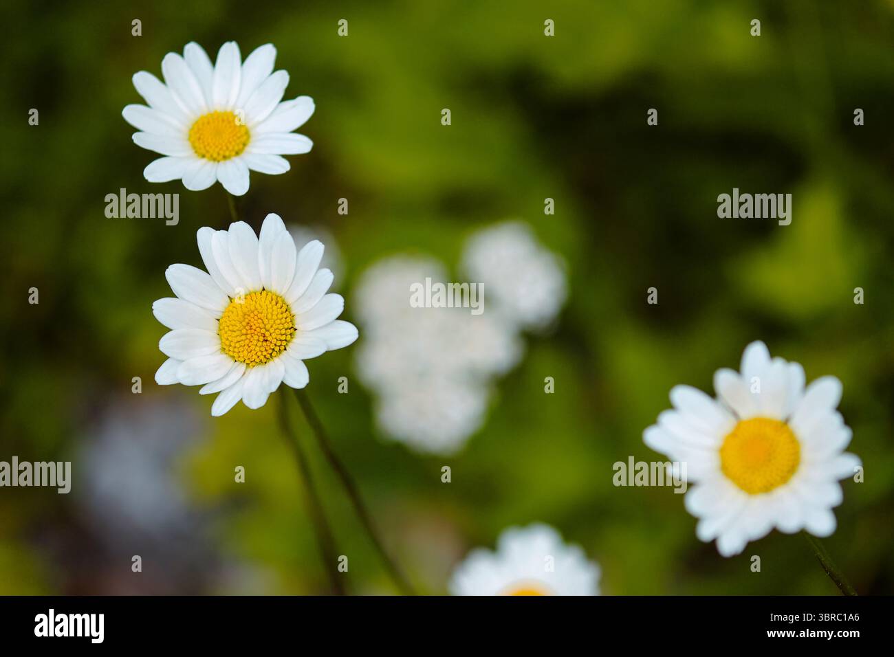 Primo piano di tre margherite Oxeye (Leucanthemum vulgare) in fiore, ambientato in un campo verde sfocato a luglio. Foto Stock