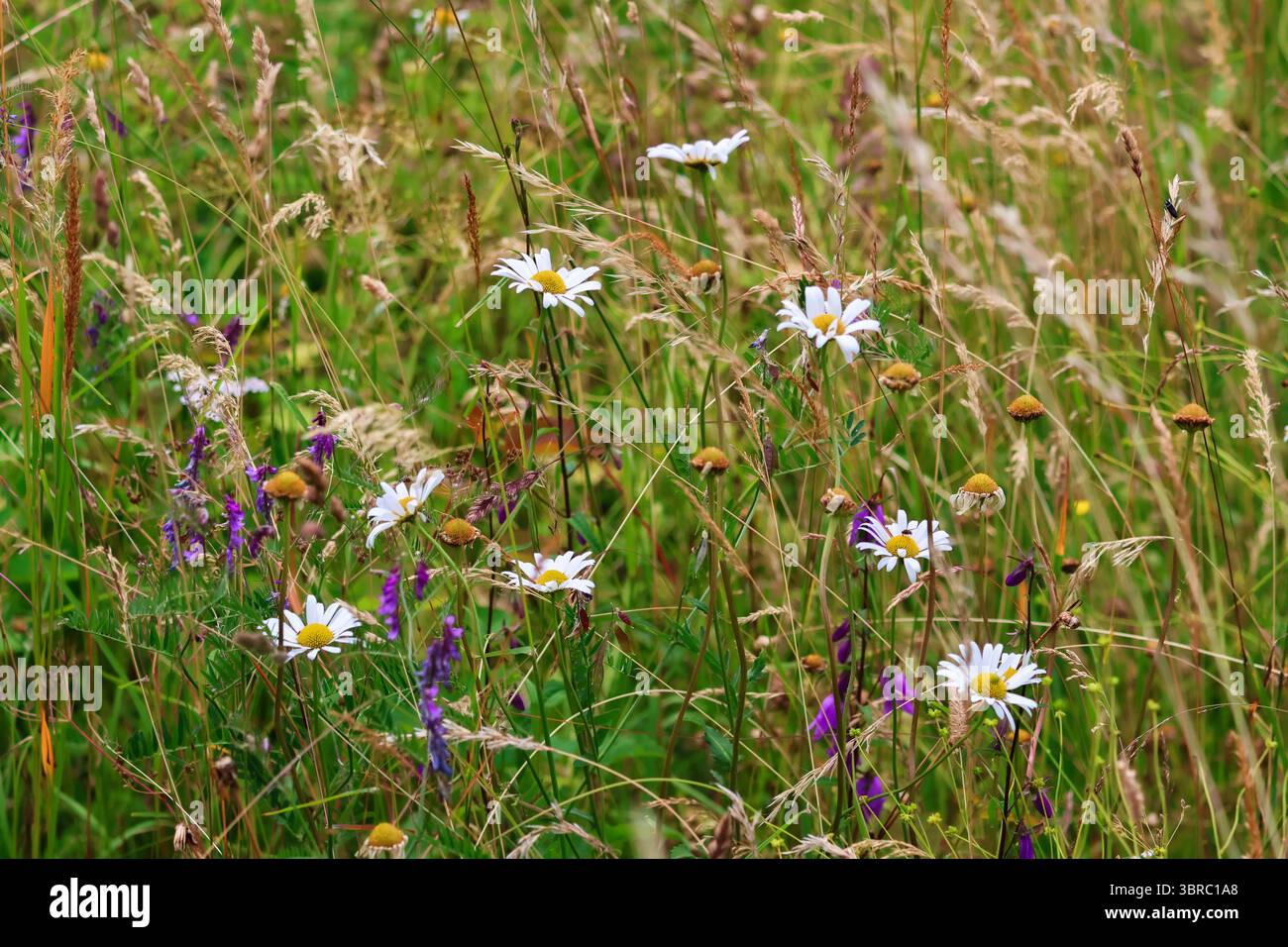 Otto Daisie comuni disposte naturalmente in un triangolo, che crescono in un prato alpino durante l'estate, fotografate in habitat naturali. Foto Stock