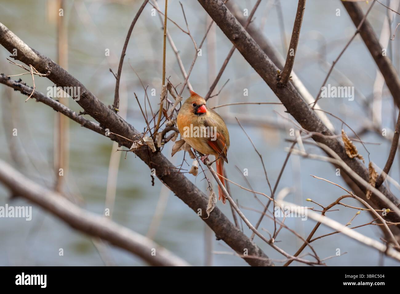 New York, New York - 17 febbraio 2022: Uccelli e tartarughe nel Central Park di New York Foto Stock