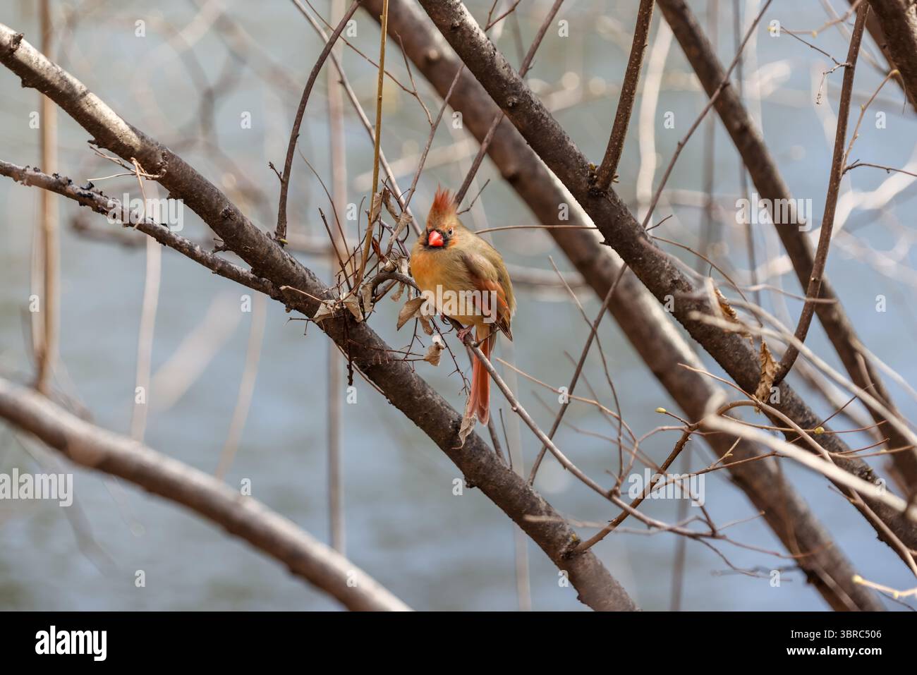 New York, New York - 17 febbraio 2022: Uccelli e tartarughe nel Central Park di New York Foto Stock