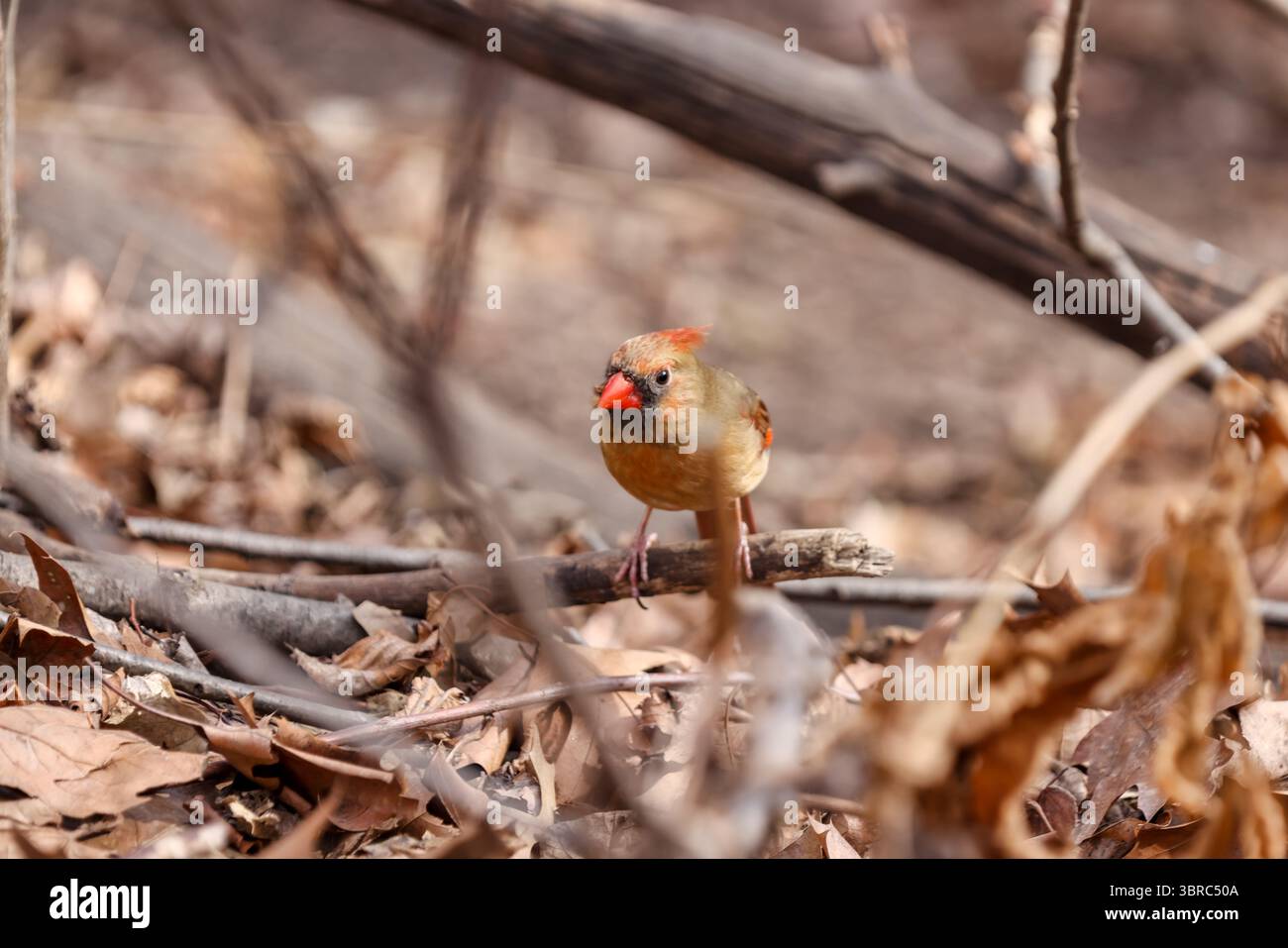 New York, New York - 17 febbraio 2022: Uccelli e tartarughe nel Central Park di New York Foto Stock