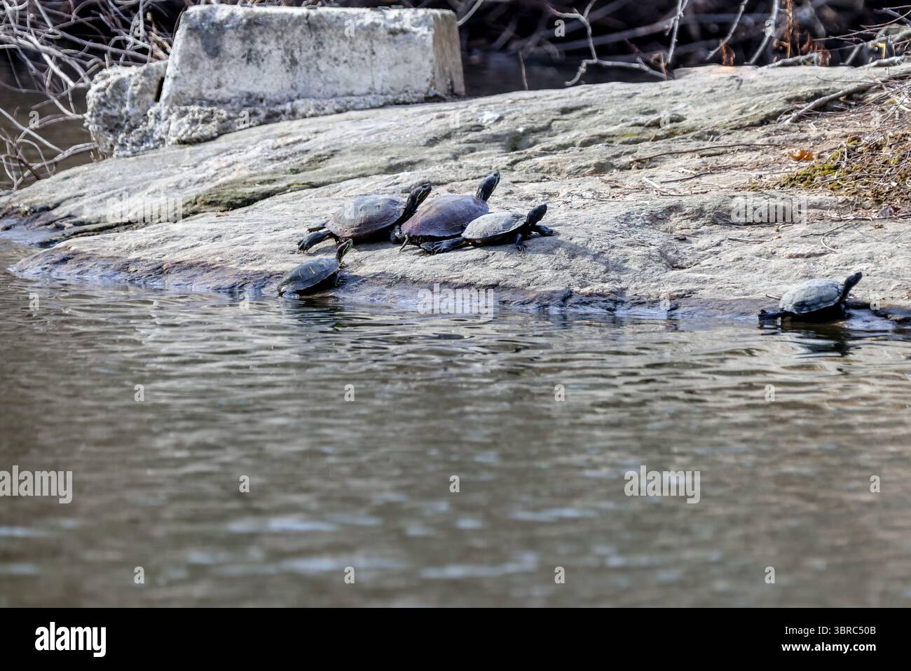 New York, New York - 17 febbraio 2022: Uccelli e tartarughe nel Central Park di New York Foto Stock