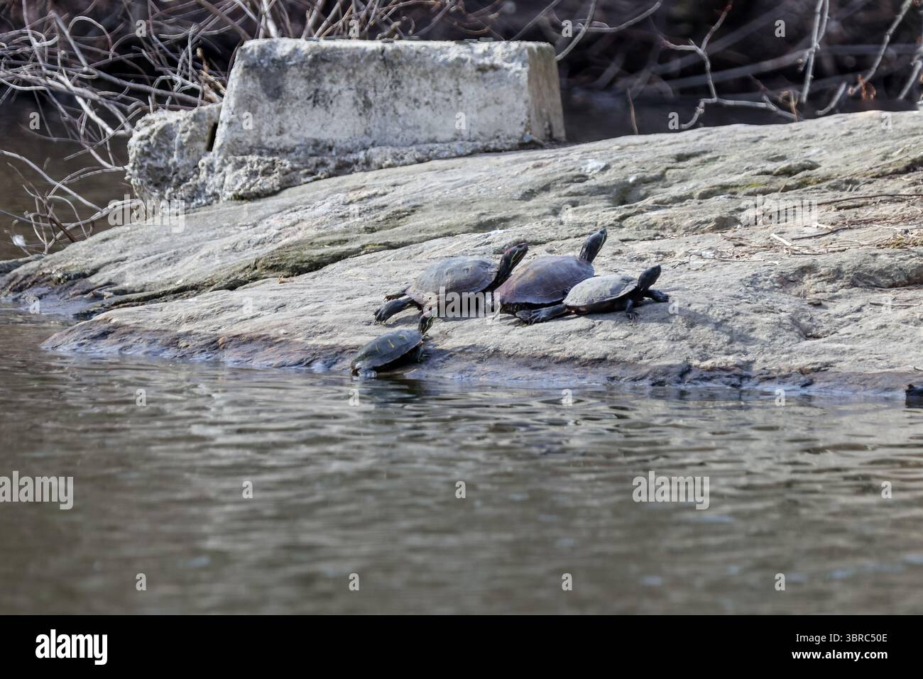 New York, New York - 17 febbraio 2022: Uccelli e tartarughe nel Central Park di New York Foto Stock