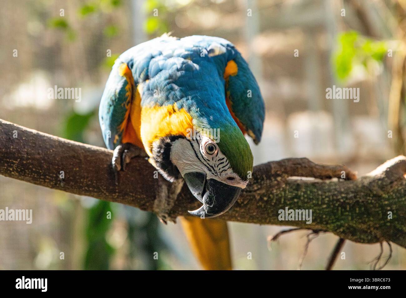 Rainforest Jewel, Vivid Macaw su una filiale. Pappagallo di uccelli Foto Stock