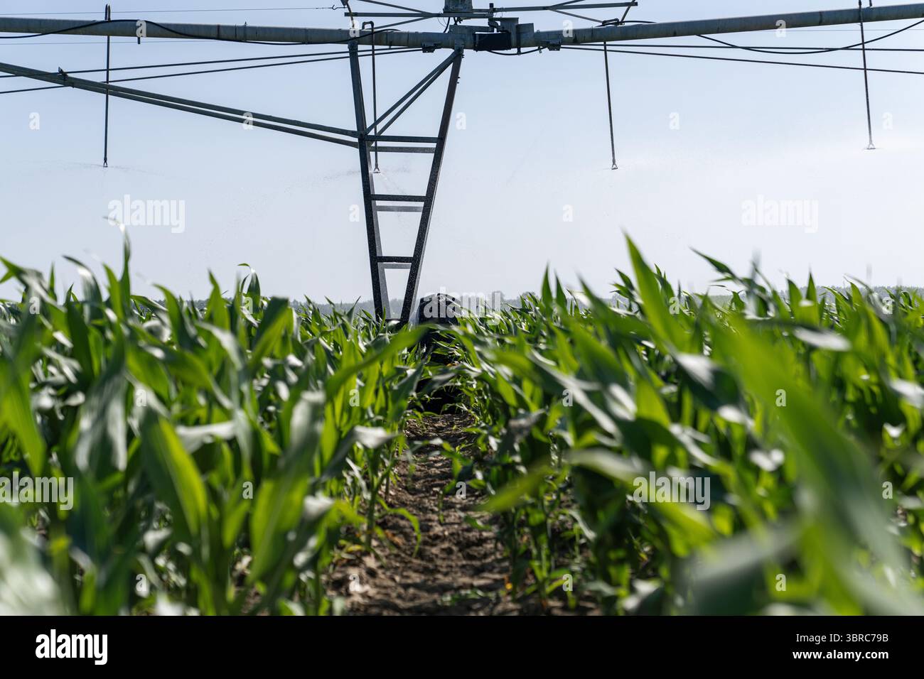 Sistema di irrigazione a perno agricolo su un campo di granturco Foto Stock