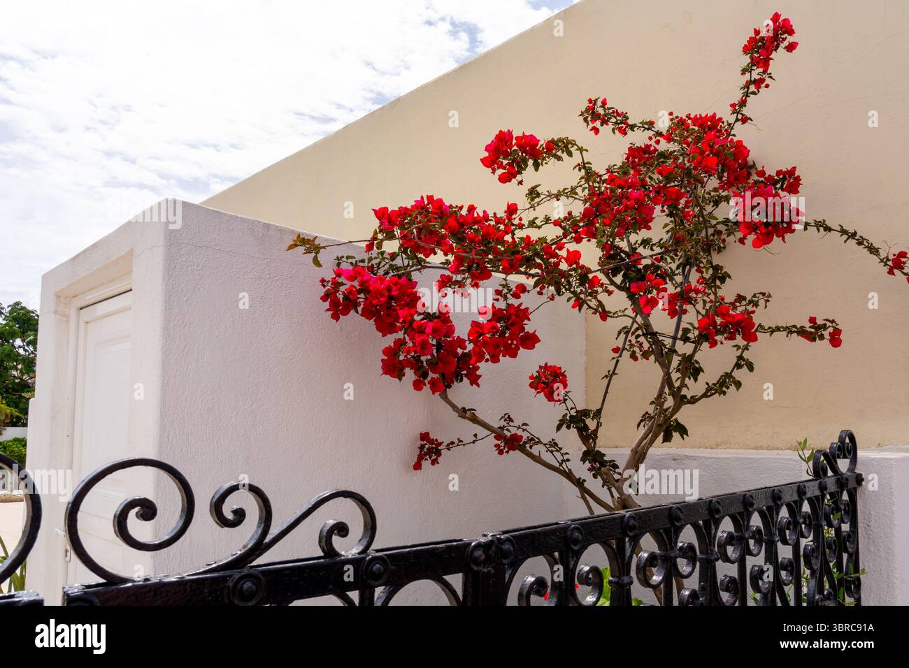 Fioraio rosso e ringhiera con sfondo giallo e bianco a Fira, Santorini, Grecia. Foto Stock