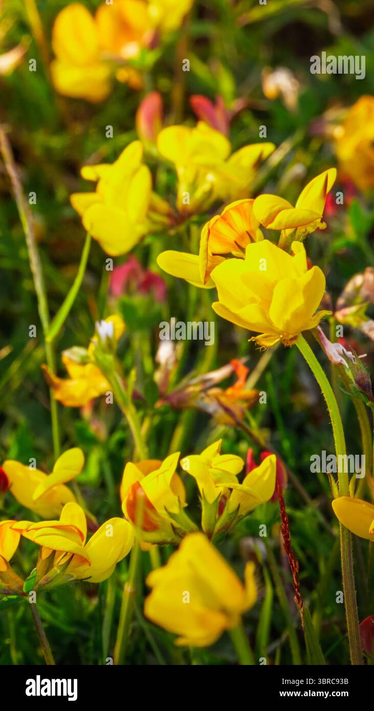 Common Bird's-Foot-Trefoil, noto anche come Lotus corniculatus, un fiore selvatico nativo britannico, amble luglio 2025 Foto Stock