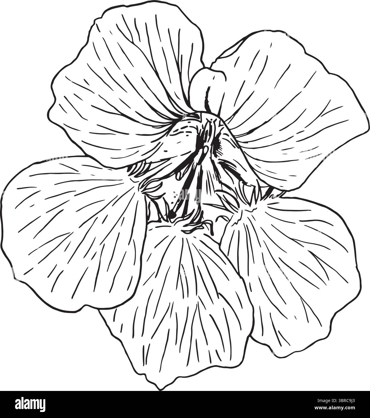 Un disegno di linea straordinariamente dettagliato di un fiore straordinario, ideale per vari progetti di design e creativi. Illustrazione vettoriale disegnata a mano in grafica in bianco e nero. Illustrazione Vettoriale