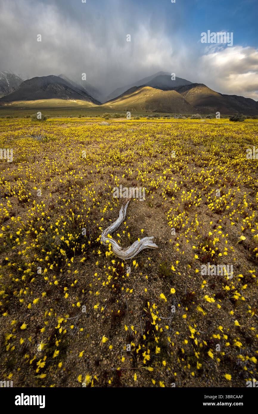 Nuvoloso alba su un campo di fiori selvatici gialli lungo l'autostrada 395 nella Owens Valley. Foto Stock