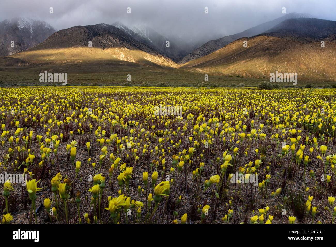 Nuvoloso alba su un campo di fiori selvatici gialli lungo l'autostrada 395 nella Owens Valley. Foto Stock