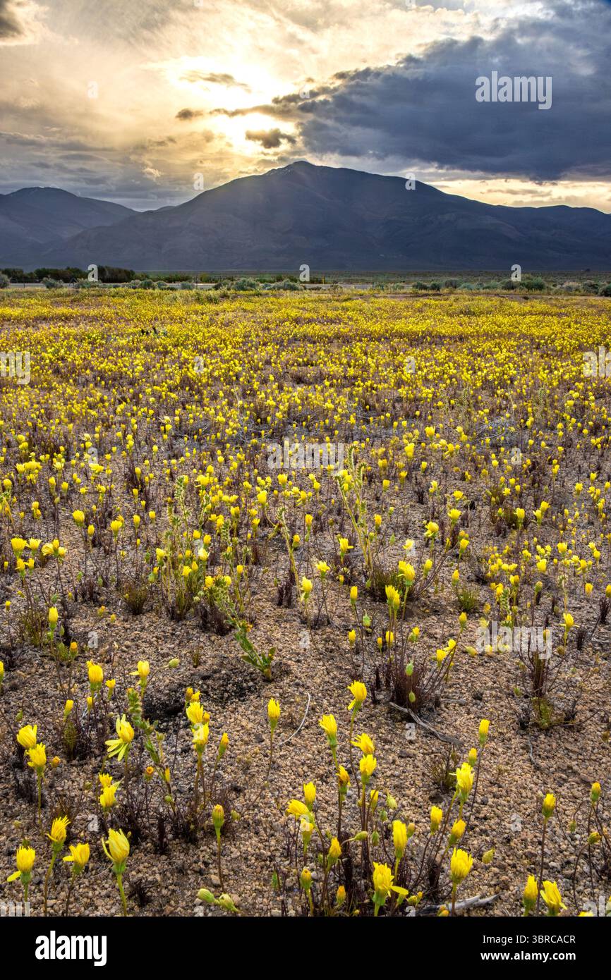 Nuvoloso alba su un campo di fiori selvatici gialli lungo l'autostrada 395 nella Owens Valley. Foto Stock